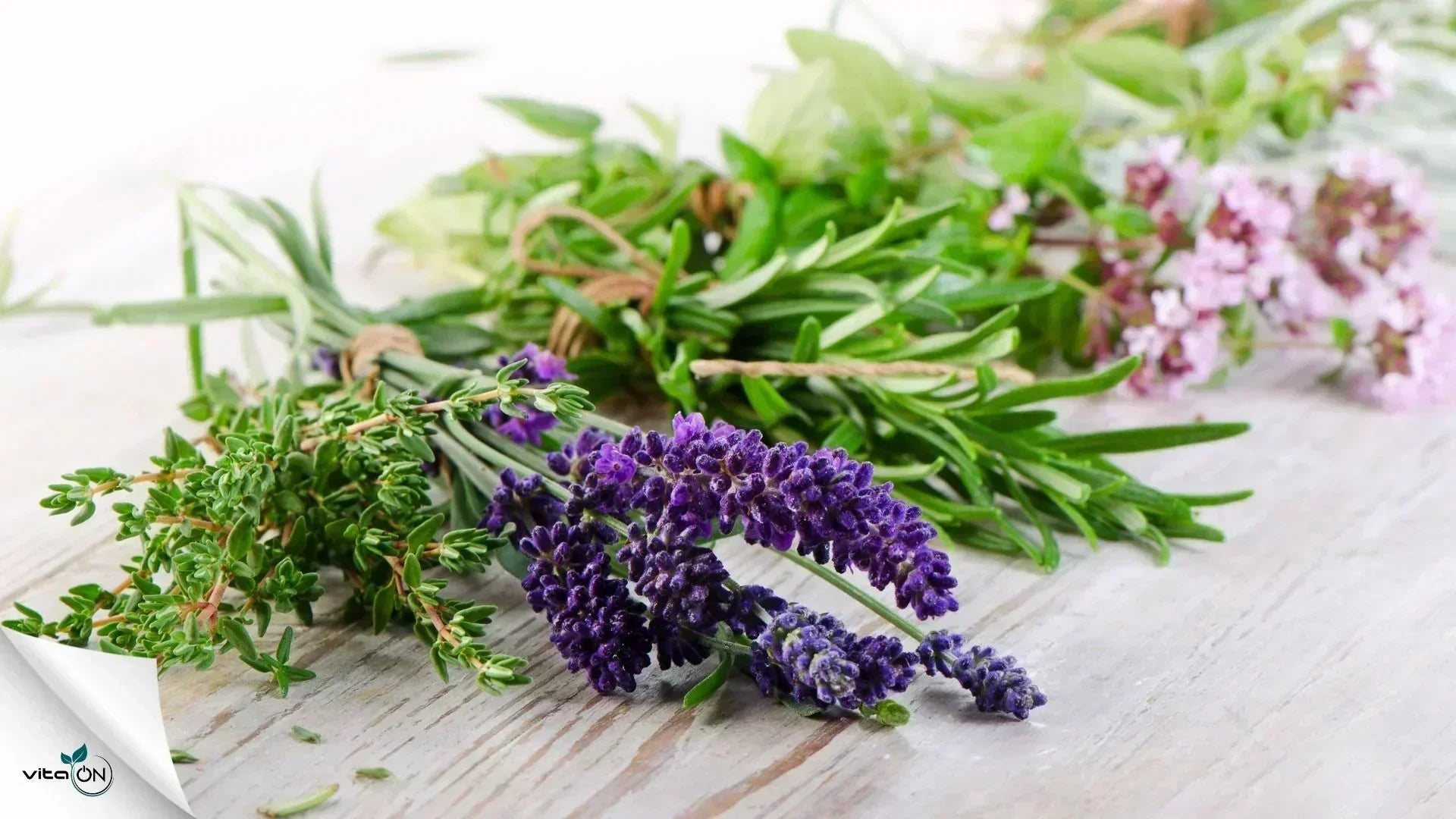 Най-популярните видове лечебни билки в България