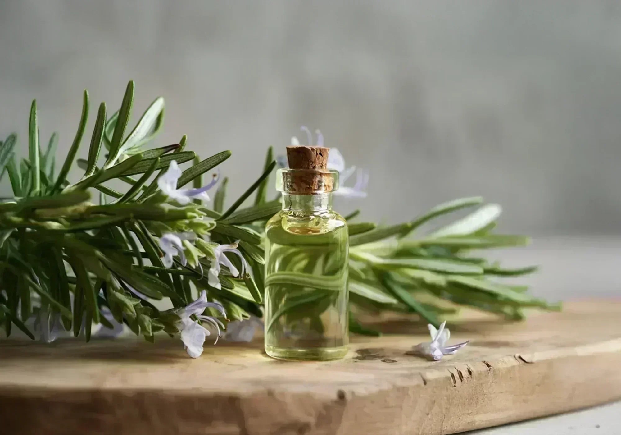 Как се прави екстракт от розмарин