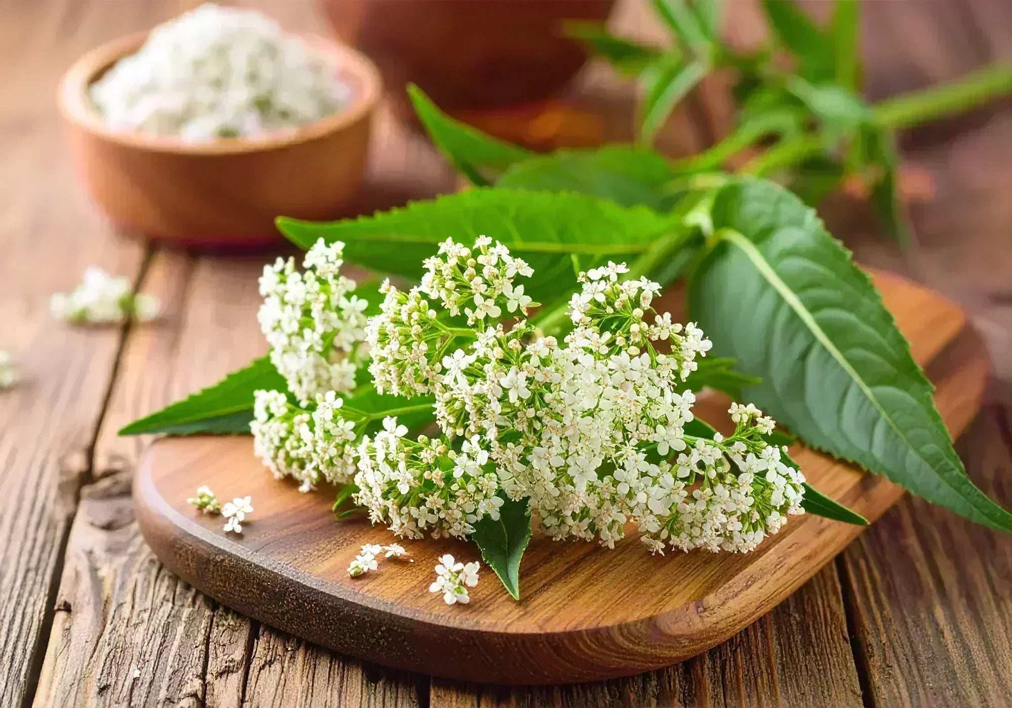 Какво лекува дилянката?