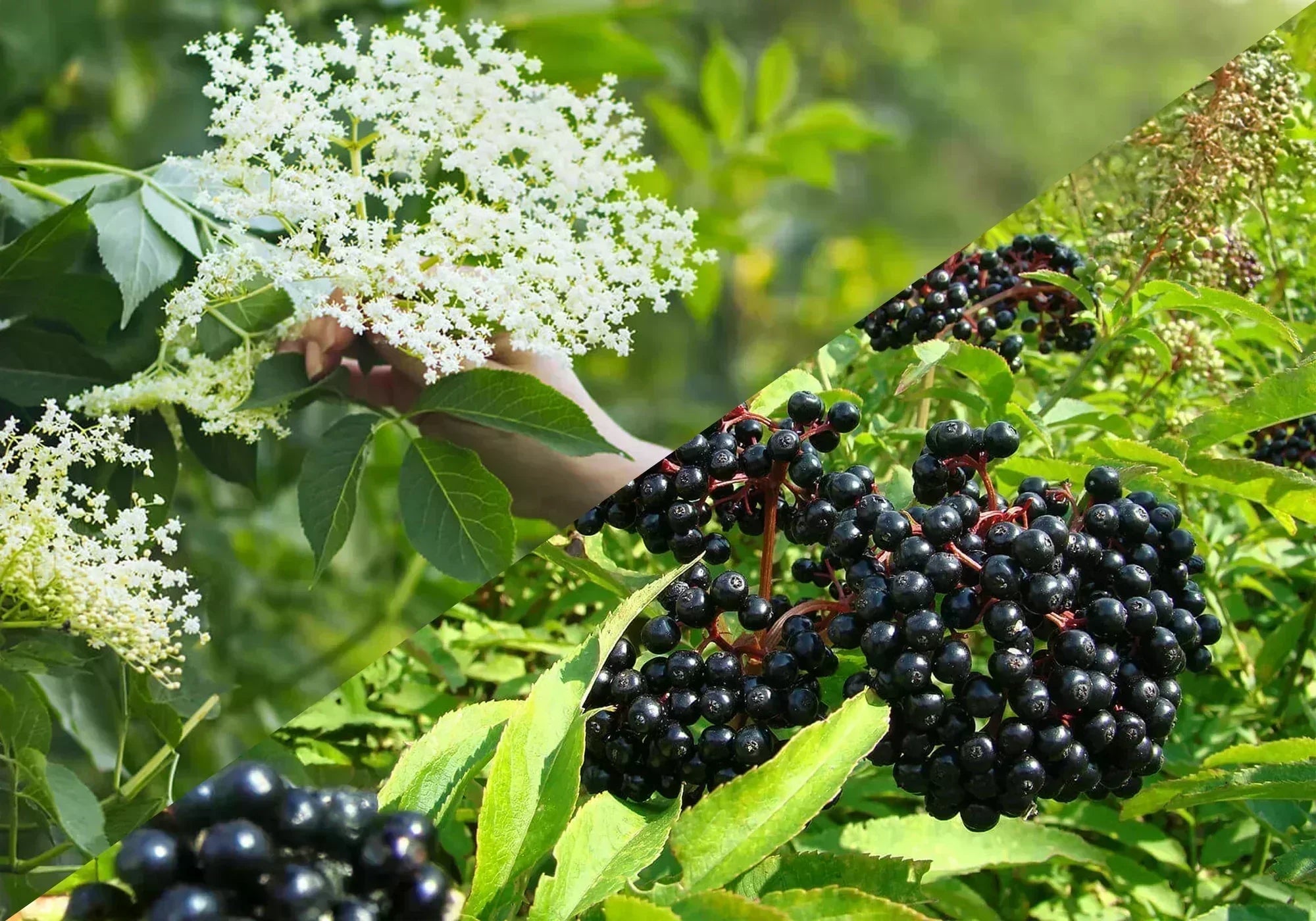 Разлика между бял и черен бъз