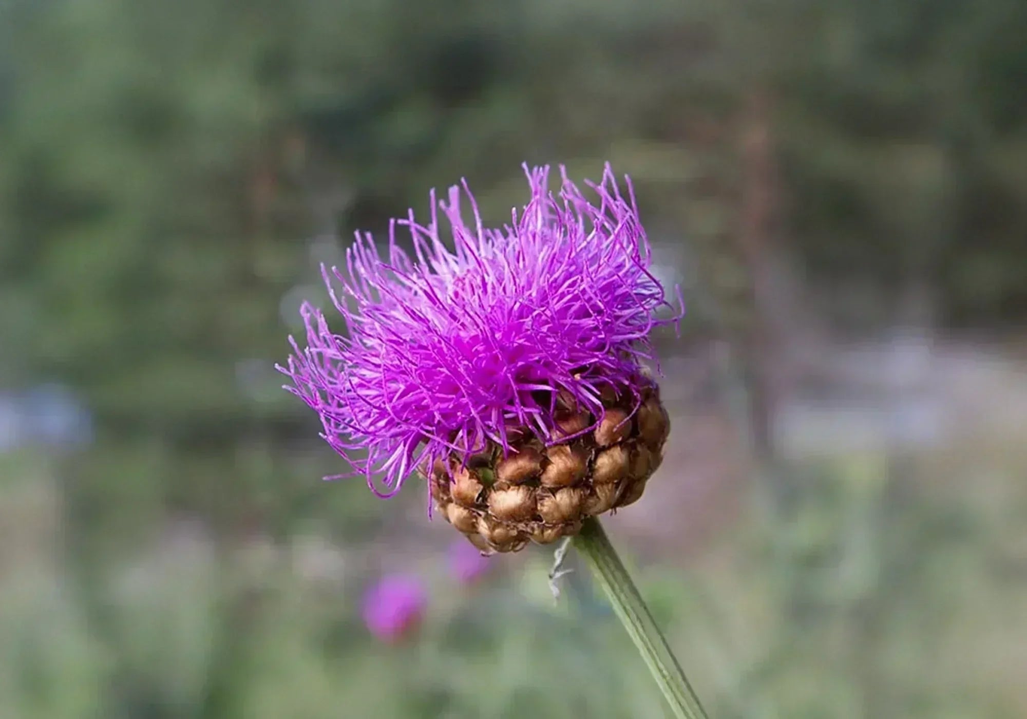 Странични ефекти от левзея